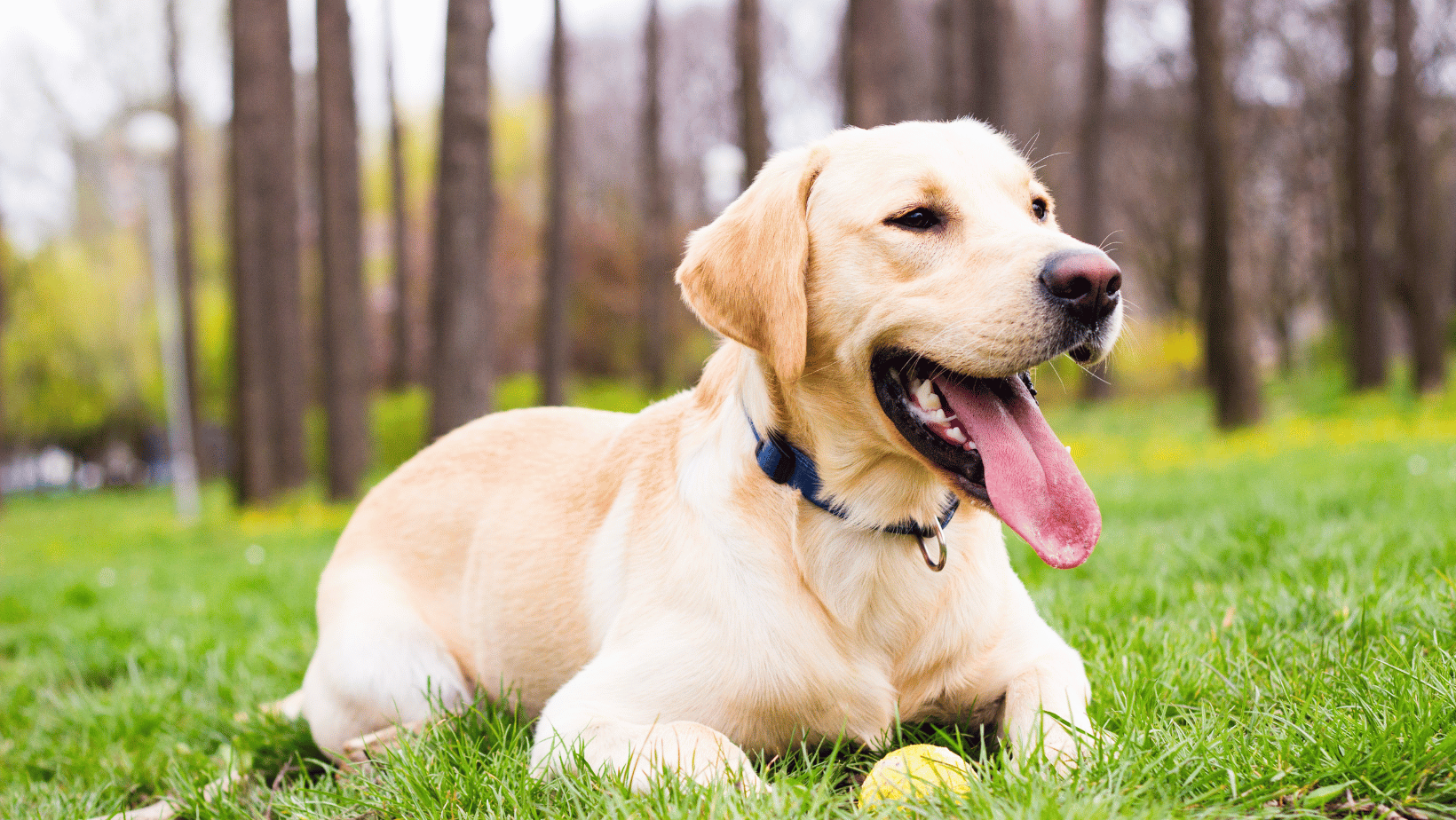 Elke hond schrikt wel eens. Dat is niet erg en als de stress of spanning snel weer zakt, is er niets aan de hand. Maar wat als de spanning niet meteen afvloeit? Wat doe je als je hond vaak angstig of gestrest is? We geven je zes tips om je hond te helpen als hij stress heeft.
