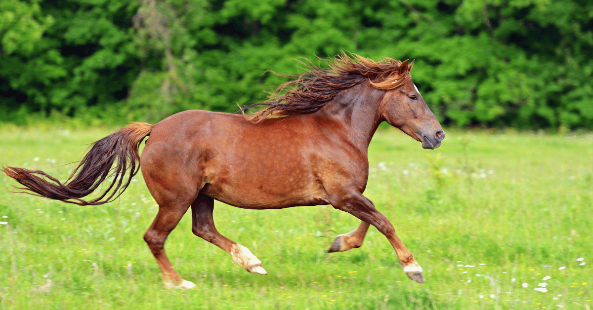 Wanneer een paard de ziekte PPID ontwikkelt, is het belangrijk om goed te kijken naar het voedingspatroon. Bij PPID is er sprake van hormoonschommelingen en –ontregeling. Vaak krijgt een paard als gevolg daarvan insulineresistentie wat ook kan leiden tot hoefbevangenheid. Een goed rantsoen en ondersteuning met kruiden zijn daarom belangrijke maatregelen als je paard PPID heeft.