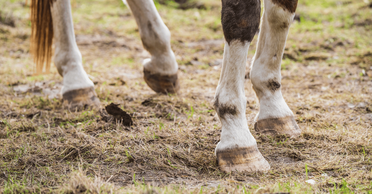 PPID is een ziekte waarbij de hormoonspiegel van paarden ontregeld is. Het komt regelmatig voor bij oudere paarden. Bij PPID komt er teveel cortisol in het bloed en ook de toevoer van het hormoon insuline, dat de suikerstofwisseling regelt, raakt vaak verstoord bij paarden met PPID. Deze beide mechanismen maken de kans op hoefbevangheid groter. Hoe zit dat precies?
