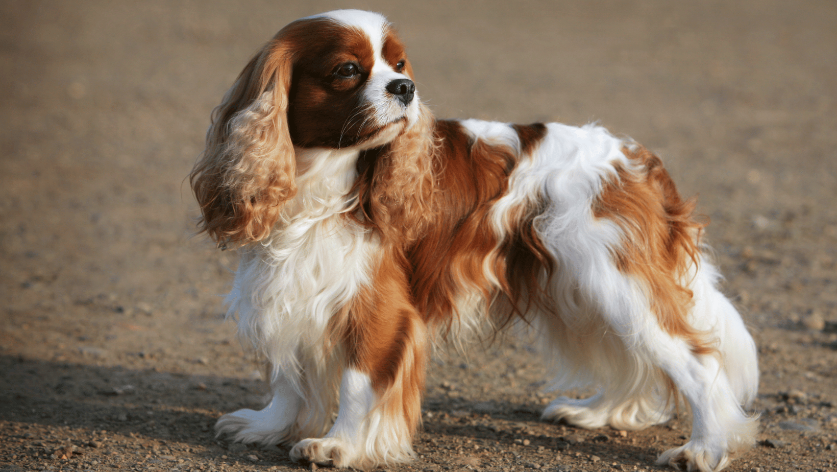 Een gezond hart en goede bloedvaten zijn superbelangrijk voor het welzijn van je hond. Ook honden kunnen last krijgen van hart- en vaatziekten. Net als bij mensen, gebeurt dat vaker naarmate de dieren ouder worden. Hoewel het ras van de hond ook invloed heeft, zijn goede voeding en genoeg beweging de belangrijkste voorwaarden om hart en bloedvaten gezond te houden.