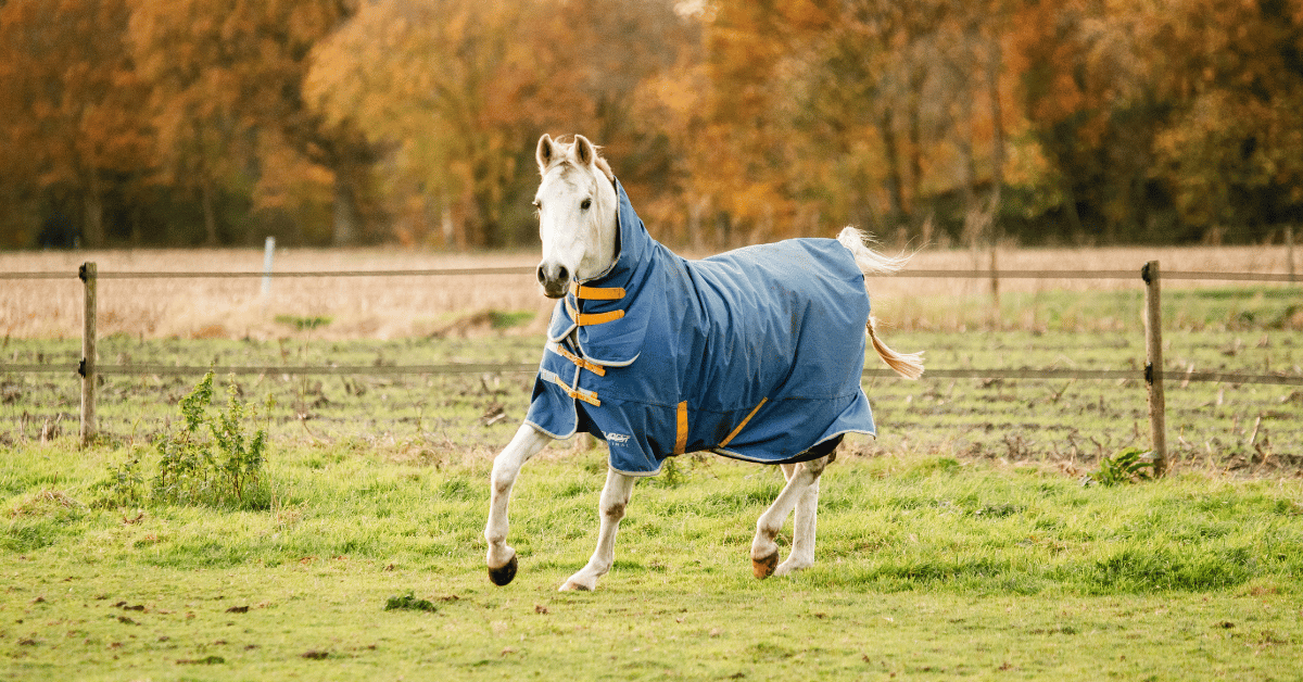 We weten nu al dat hier twee groepen ontstaan. De ene groep paardenhouders vinden paardendekens grote onzin, want paarden hebben hun eigen deken. En de andere groep is van mening dat paarden niet zonder deken kunnen. Uiteraard is het niet zo zwart/wit! We gaan daarom in deze blog wat dieper in op de functie van paardendekens in de winterperiode.
