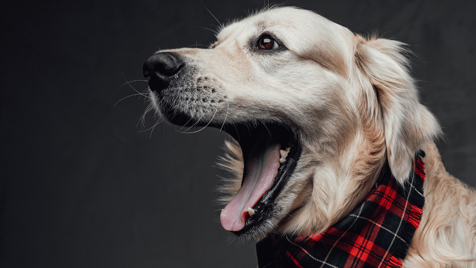 Niet alleen mensen, maar ook honden kunnen stress ervaren. Veel stress of stress die langer aanhoudt is niet goed voor je hond. Het is slecht voor het welzijn en er kunnen zelfs fysieke gezondheidsproblemen ontstaan. Hoe verminder je stress bij honden?