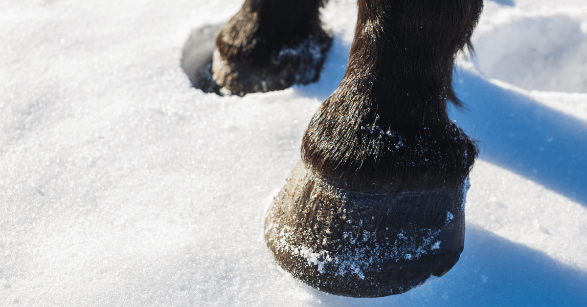 Als het in de winter koud wordt, zie je bij sommige paarden dat ze gevoelig of voorzichtig gaan lopen, zelfs op een goede ondergrond. Soms gaan deze paarden zelfs met hun voorbenen naar voren gestrekt staan om hun hoeven te ontlasten. Dit lijkt op hoefbevangenheid, maar dat is het niet. De oorzaken én oplossingen zijn anders.