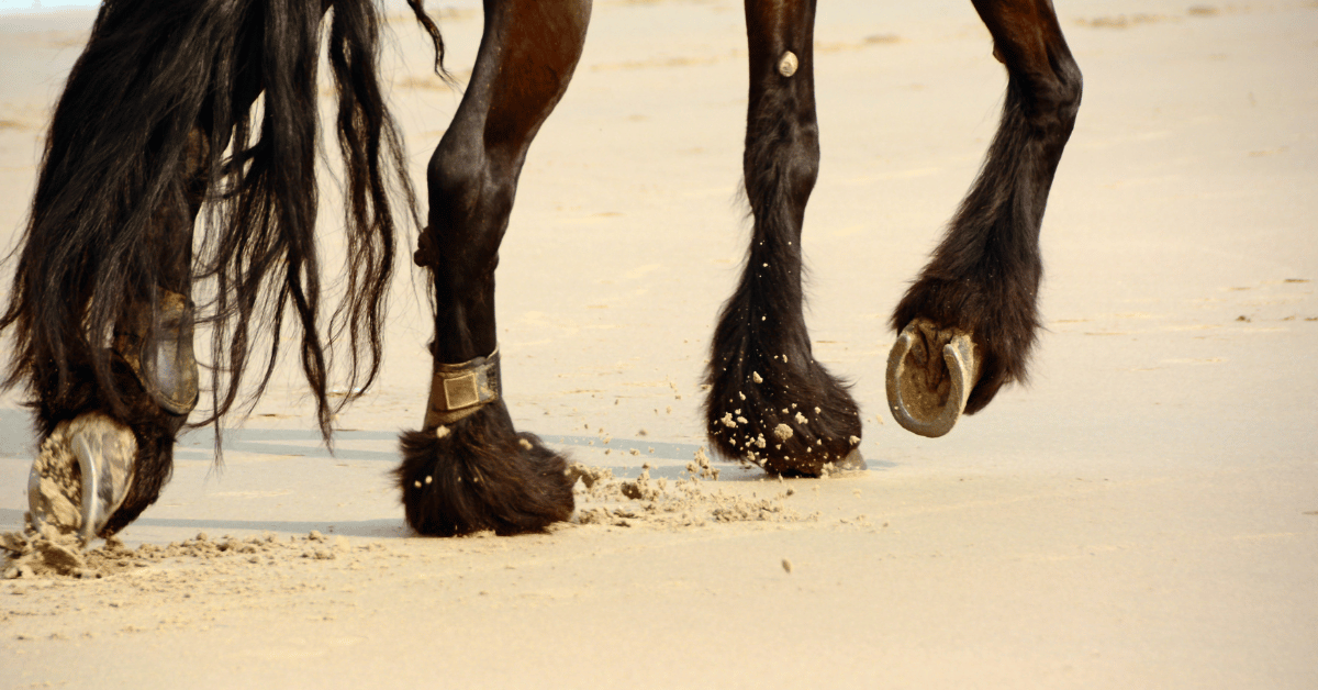 Er is altijd een discussie bij paardenmensen of je wel of niet de sokken van paarden dient te scheren. Vooral in de wintermaanden scheren veel paardeneigenaren de sokken af om de benen van het paard droog te houden of de benen beter te behandelen. Ook wordt het gedaan om mok te voorkomen in de natte wintermaanden. Maar wat is eigenlijk de functie van sokken bij paarden en hoe erg is het als deze nat en modderig worden?