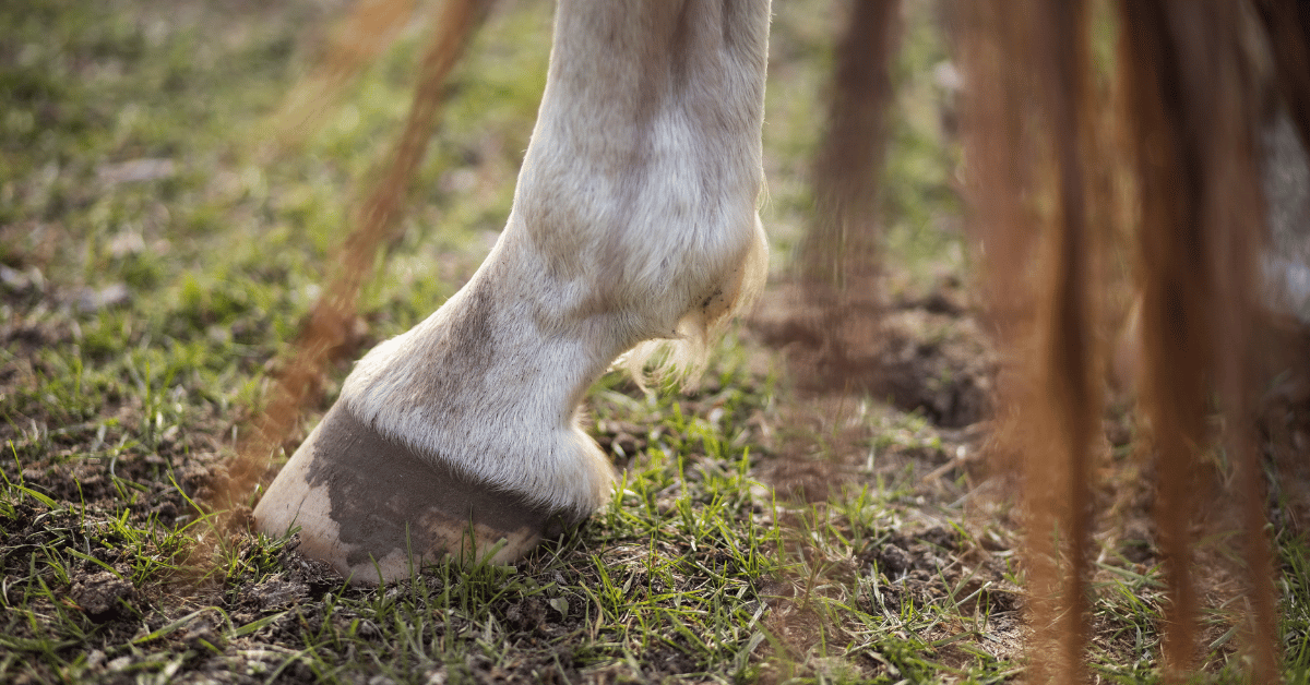 Een paard dat gevoelig is voor hoefbevangenheid, kan ook in de wintermaanden last van zijn voeten krijgen. Hier zijn meerdere oorzaken voor aan te wijzen. Als eigenaar kun je gelukkig meerdere dingen doen om je paard te ondersteunen tijdens de koude maanden.