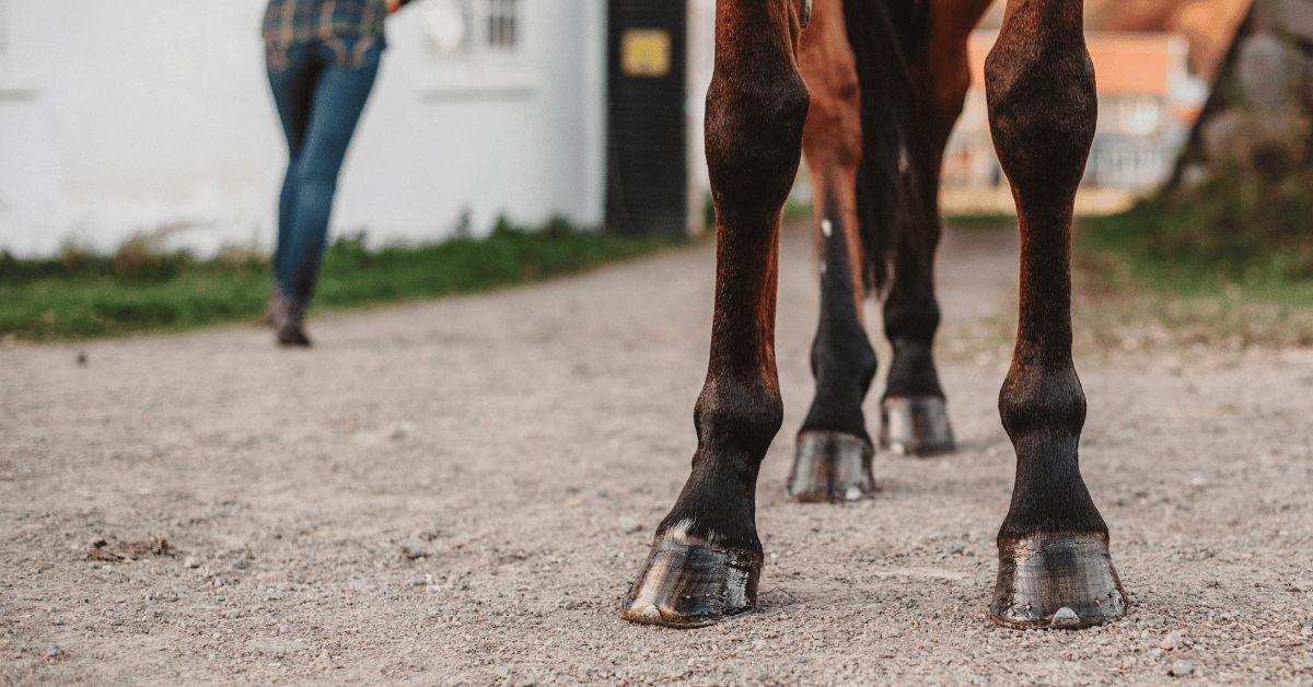 Hoefkatrolontsteking is een aandoening die veel paardeneigenaren beangstigt. Het leidt tot veel kreupelheden en vaak een verminderde belastbaarheid van je paard, vaak tijdelijk, maar soms ook langdurig. Wat is hoefkatrolontsteking precies en wat kan je doen om de kans hierop zo klein mogelijk te houden?