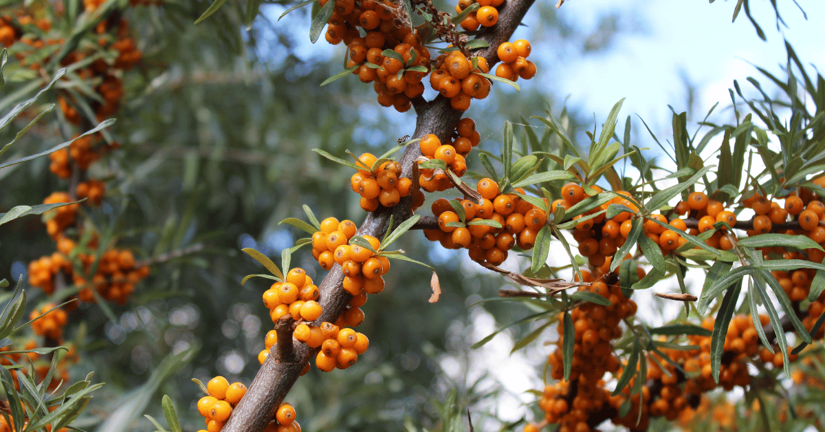 Sanddorn ist ein kraftvolles Naturprodukt, das in der Pferdewelt in den letzten Jahren immer beliebter geworden ist. Kein Wunder, denn diese Pflanze ist reich an Antioxidantien, Vitaminen und Fettsäuren, die den Körper auf mehreren Ebenen unterstützen können. Doch wann genau ist Sanddorn für dein Pferd sinnvoll? Und warum ist es empfehlenswert, nicht nur die Beeren, sondern auch Rinde und Blätter zu verwenden? In diesem Beitrag erfährst du alles über dieses vielseitige Heilkraut.