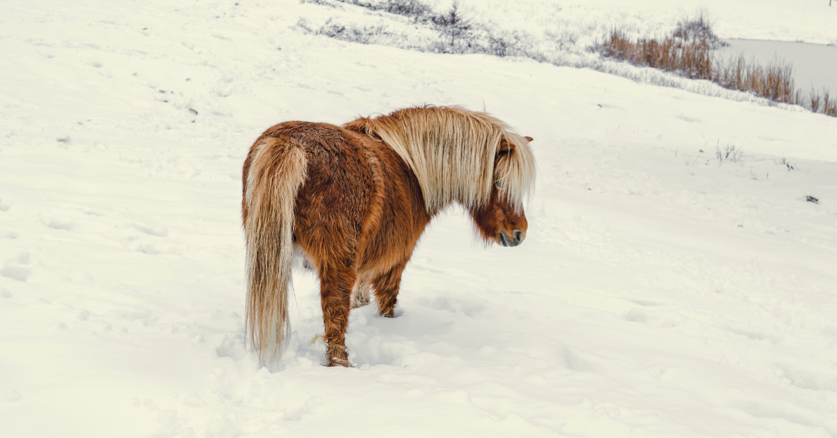 Sokken bij je paard: het kan prachtig staan en het is voor veel rassen bovendien heel typerend. Maar om te voorkomen dat je paard huidproblemen, mijt of infecties krijgt, moet je de sokken wel wat aandacht geven. Hoe doe je dat het beste?