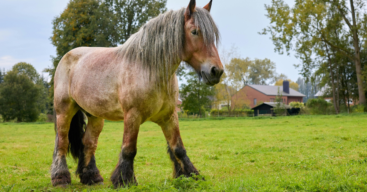 Sommige paarden hebben flinke sokken aan hun benen. Sommige mensen vinden dat prachtig, anderen zien het liefst zo kaal mogelijke paardenbenen. Maar hebben die sokken eigenlijk een functie? En waarom zijn ze soms zo dik? Je leest het in dit artikel.