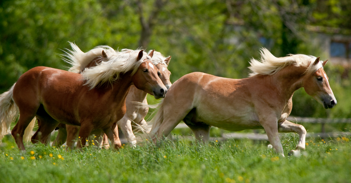 Mijten zijn vervelende parasieten die veel overlast kunnen veroorzaken voor je paard. De bekendste mijten zijn de beenschurftmijten, die regelmatig voorkomen bij paarden met dikke sokken zoals koudbloeden en Friezen. Maar ook als je paard geen sokken heeft, kan een mijteninfectie aanwezig zijn!