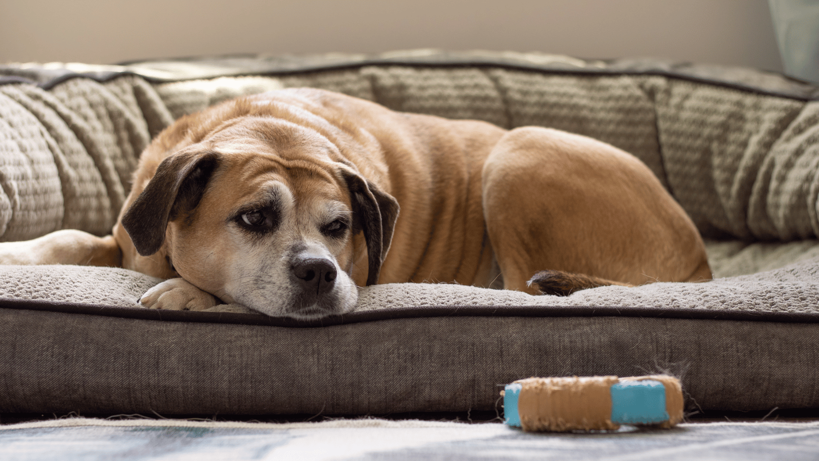 Alle honden hebben beweging nodig. Ook wanneer ze wat op leeftijd raken. Een dagelijkse wandeling is een must voor elke hond. Maar wat doe je als je hond wat minder makkelijk op gang komt en een beetje stijf is? Wij geven je vijf tips om je oudere hond gezond in beweging te houden.