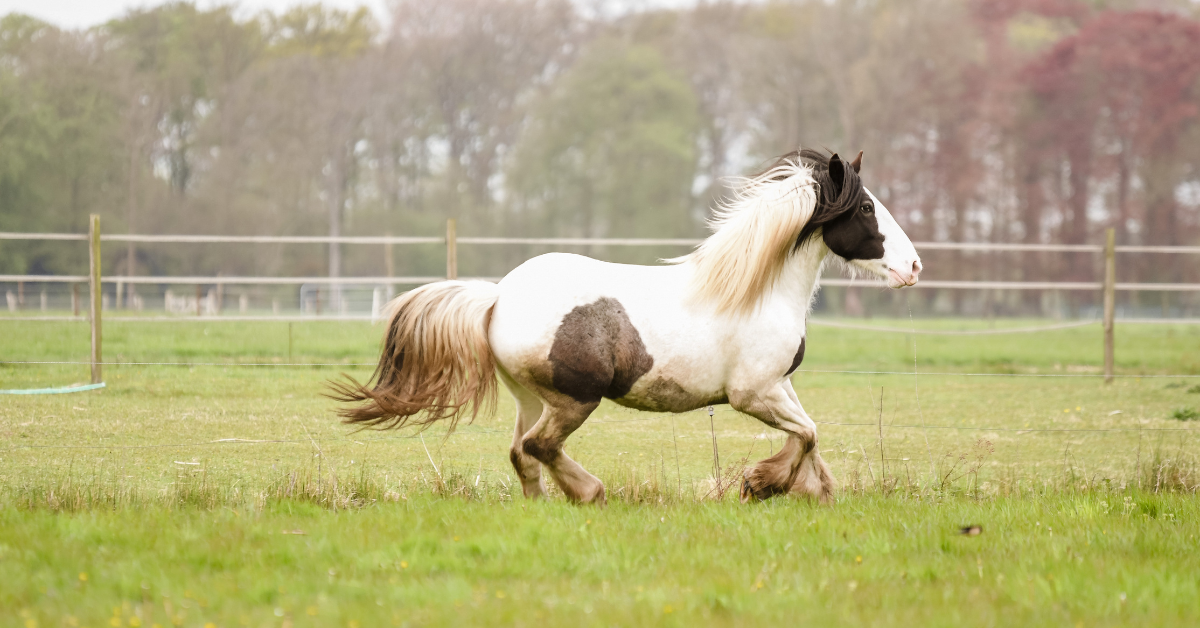 Als je paard soms stijf is of bij het trainen eerst een beetje op gang moet komen, dan kunnen daar verschillende oorzaken voor zijn. Stijfheid is niet altijd een reden voor zorg, maar soms wel. Weet jij waar de stijfheid van je paard vandaan komt? En wat je kan doen om je dier te ondersteunen?
