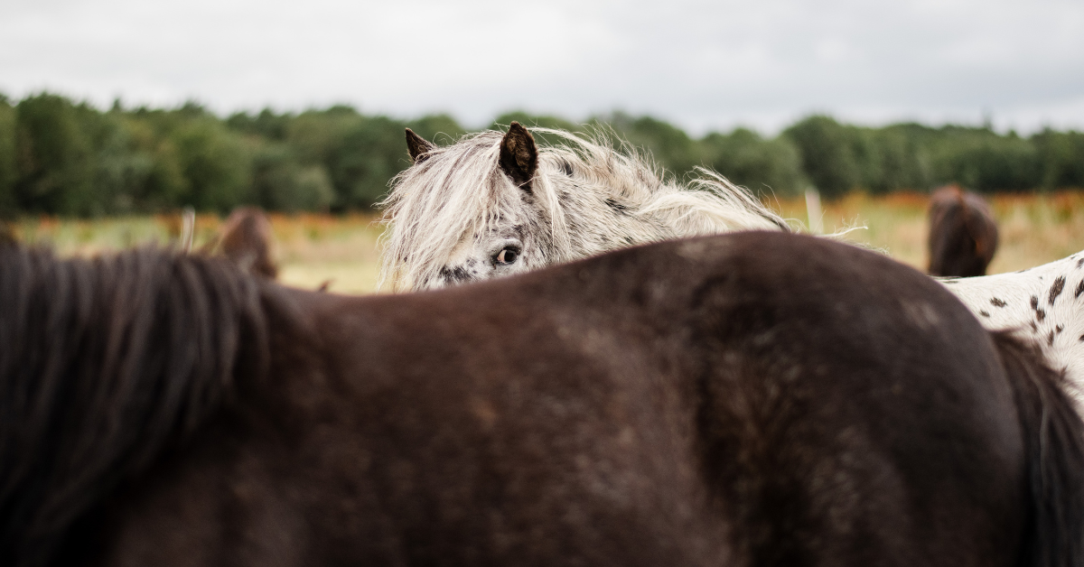 Kissing spines is een vaak genoemde oorzaak voor problemen bij rijpaarden. Wat is het precies en wat zijn de consequenties van de diagnose ‘kissing spines’? Hoe kun je een paard met kissing spines ondersteunen en managen? En kan je nog rijden na deze diagnose?