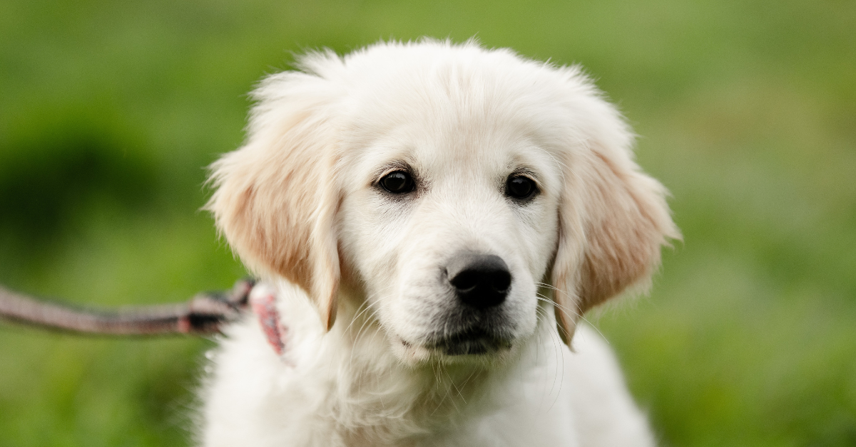 Je hebt het besluit genomen: je wilt een puppy. Maar waar let je dan op? Alle puppy’s zijn schattig, dus je bent maar zó verliefd. Hoe voorkom je dan dat je een verkeerde keuze maakt?
