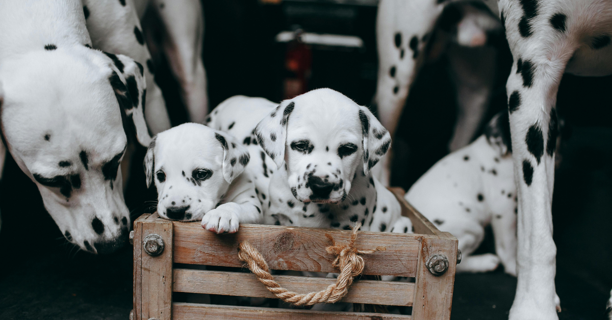 Als je op zoek bent naar een hond, hoor je regelmatig dat je moet oppassen voor ‘doorfok’. Maar wat is dat nu eigenlijk en waarom is het gevaarlijk? In dit artikel leggen we je uit hoe het zit en waar je op moet letten.