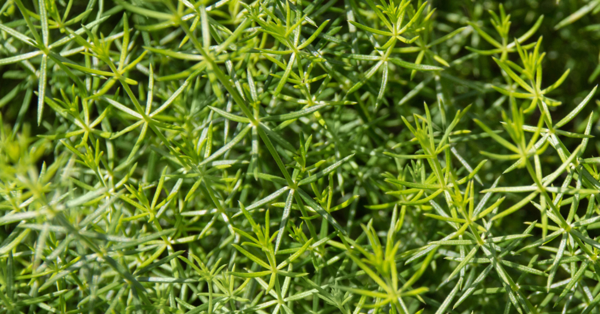 Paarden zijn dieren die nog ding bij de natuur staan en daardoor enorm veel baat hebben bij kruiden. Kleefkruid (Galium aparine) is zo’n plant die al eeuwenlang in kruidengeneeskunde wordt gebruikt en ook bij paarden blijkt het diverse positieve effecten te hebben.
