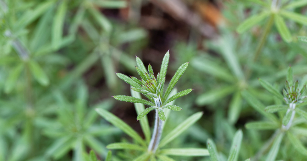 Kleefkruid (Galium aparine) is een bescheiden plant die je in bermen, tuinen en weilanden tegenkomt, maar in de kruidengeneeskunde staat hij bekend als een krachtige ondersteuner van het lichaam. Ook bij paarden wordt kleefkruid al lange tijd ingezet, vooral wanneer het lymfesysteem extra hulp kan gebruiken. In deze blog lees je bij welke aandoeningen kleefkruid vaak wordt toegepast en wat het kruid in het lichaam van het paard kan betekenen.