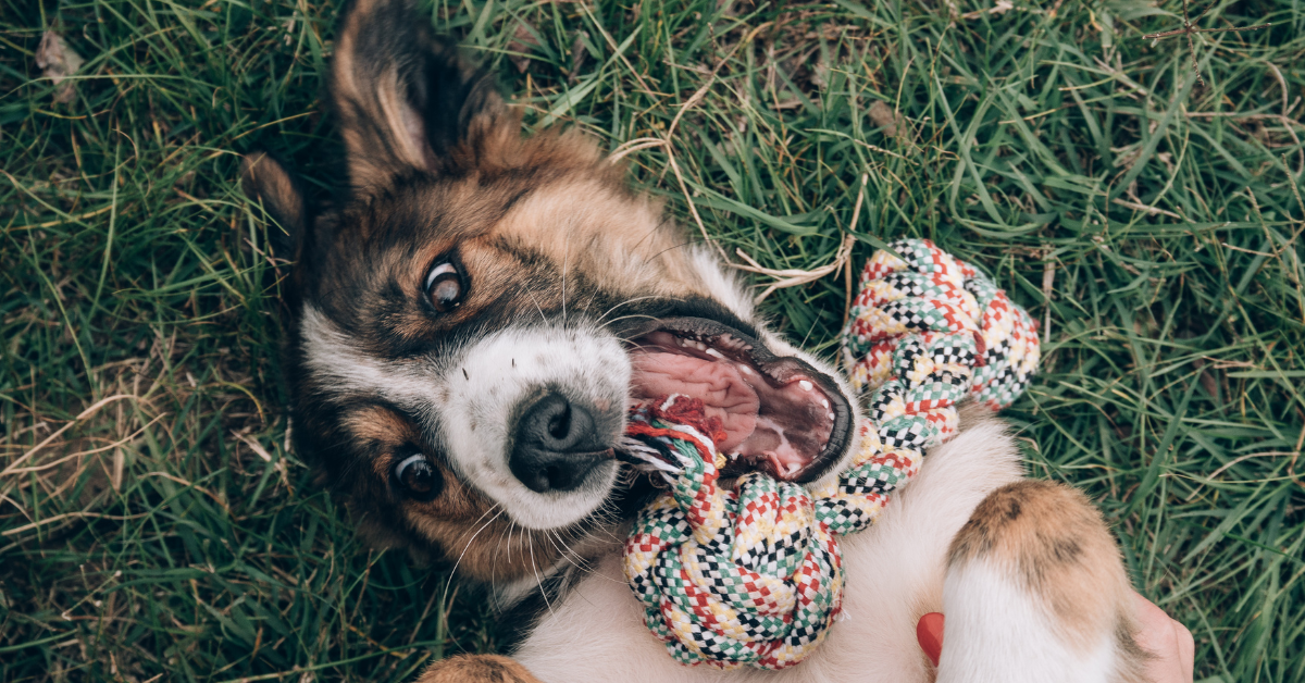 Wenn du einen Hund kaufen möchtest, kommt einiges auf dich zu. Du möchtest ein Tier, das zu dir passt und an dem du lange Freude hast. Entscheidest du dich für einen Welpen oder einen erwachsenen Hund? Wählst du einen Hund aus dem Tierheim? Oder lieber einen Rassewelpen von einem renommierten und zuverlässigen Züchter? Bei all diesen Entscheidungen spielt auch die Gesundheit deines zukünftigen Haustieres eine wichtige Rolle. Worauf solltest du achten?