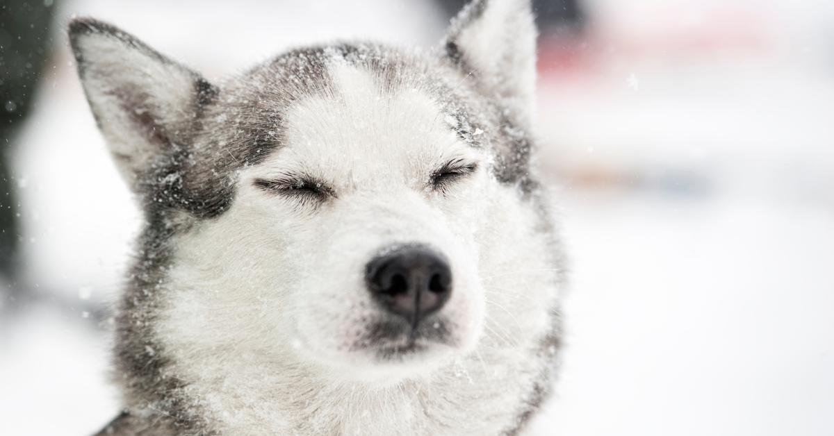 Viele Hunde haben eine Unterwolle, aber längst nicht alle. Das ist je nach Rasse unterschiedlich. Eine Unterwolle hat spezifische Eigenschaften und erfordert auch zusätzliche Pflege. Aber warum haben Hunde eigentlich eine Unterwolle?