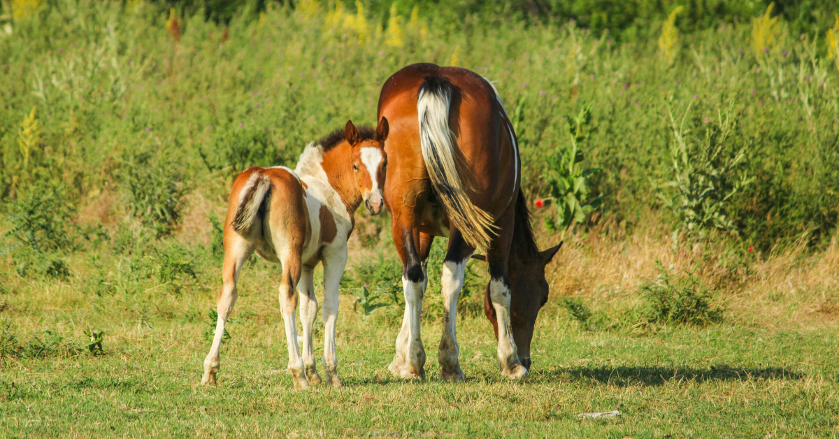 Als je een paard koopt, een jong dier uit de opfok haalt of je paard verplaatst naar een nieuwe plek, dan zorgt dat altijd voor wat stress. Paarden vinden het namelijk heel fijn als er elke dag dezelfde routine is en ze de situatie goed kennen. Veranderingen kunnen ze als bedreigingen ervaren. Hoe lang moet een paard wennen aan een nieuwe plek?