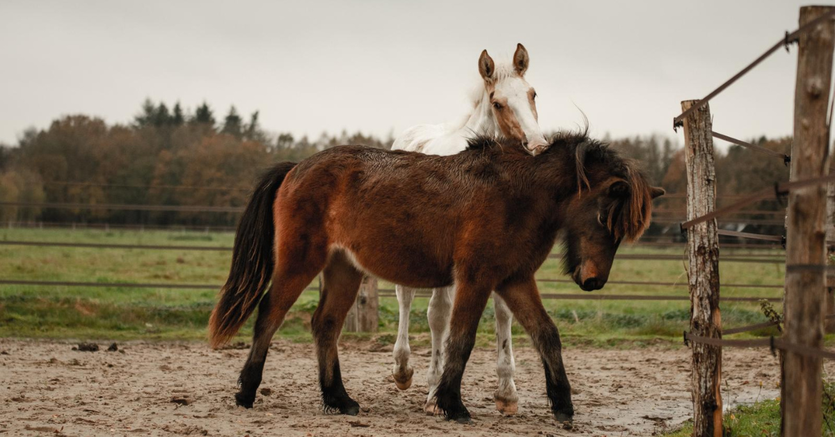 Opgroeiende veulens worden steeds zelfstandiger. Ze spelen met andere veulens, gaan op ontdekkingstocht en proberen gras, hooi en brokjes te eten. Maar er komt een dag dat ze zonder hun moeder verder moeten. Hoe begeleid je dat proces zo goed mogelijk?