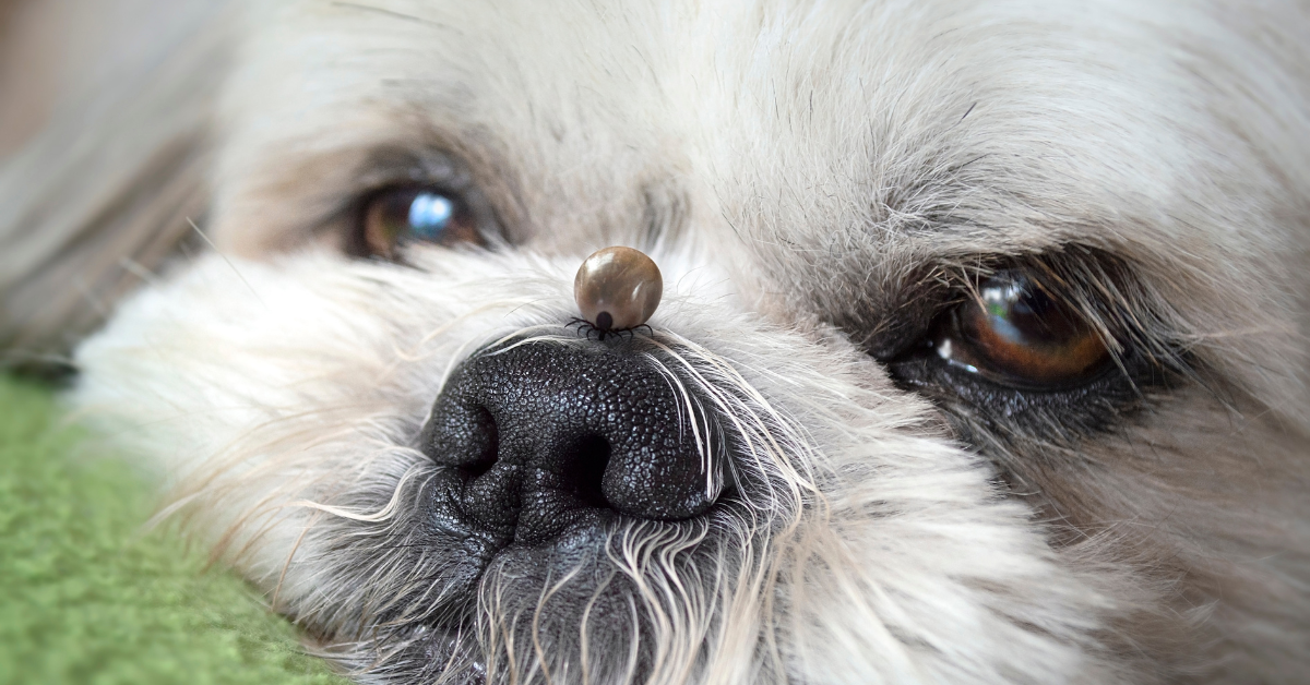 Je heb ongetwijfeld weleens gehoord van teken. Dit zijn minuscule bloedzuigertjes die zich graag vastbijten in de vacht van je trouwe viervoeter. Teken zijn insecten, spinachtige beestjes die in hoog gras, struiken en bossen zitten te wachten tot ze een warme, harige maaltijd voorbij zien komen. Tekenbeten jeuken, maar deze parasieten kunnen ook gevaarlijke ziekten overbrengen. Welke ziekten zijn dat en wat kan je zelf doen?