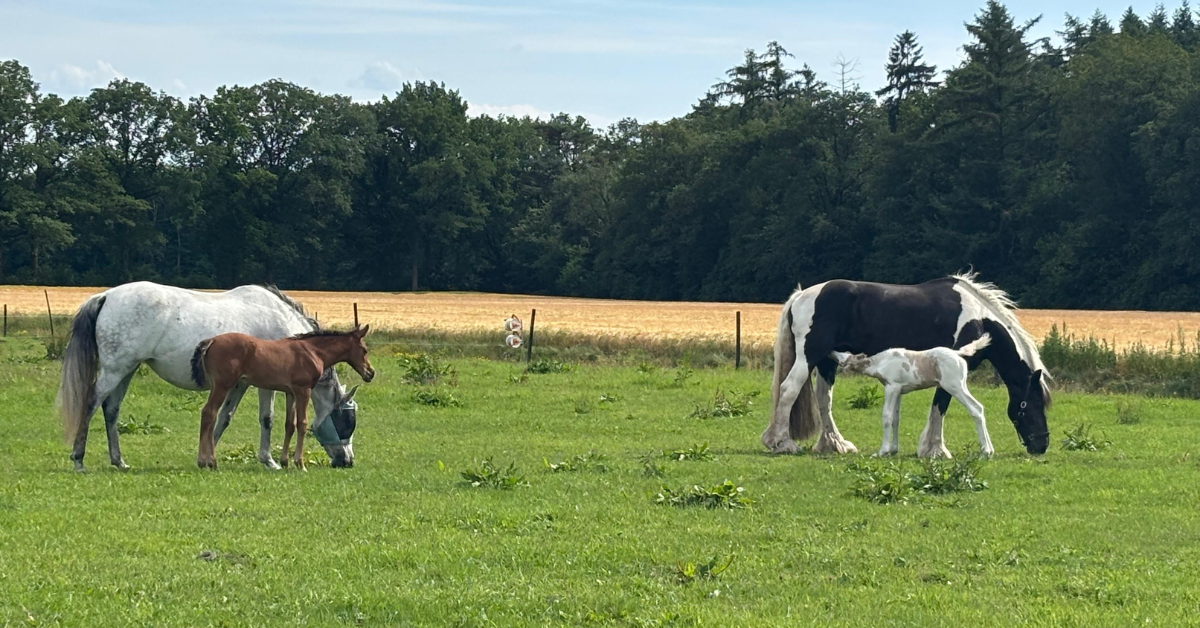De geboorte van het veulen is goed gegaan, het jonge dier dartelt door de weide en de merrie doet het goed als moeder. Dat is waar elke fokker van droomt. Hoe zorg je na een goede start dat zowel merrie als veulen het goed blijven doen? Waar moet je op letten en hoe kan je beiden ondersteunen?