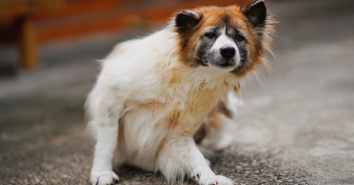 Vlooien zijn een veelvoorkomend probleem bij honden. De kans op een vlooienbesmetting is niet het hele jaar door gelijk. In Nederland is het vlooienseizoen vooral in de warme maanden, van het voorjaar (april-mei) tot en met de herfst (september-oktober). Hoe zit dat? En hoe voorkom je vlooien bij je hond?