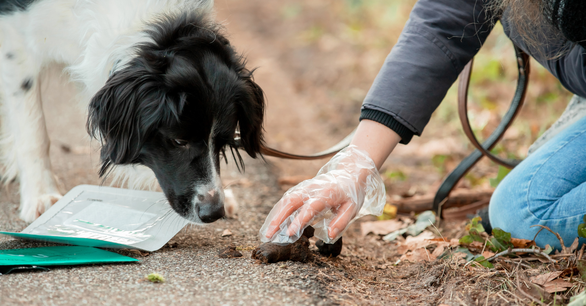 Ontlastingsonderzoek bij je hond, dat klinkt een beetje alsof er een luchtje aan zit … maar het kan voor jou, je viervoeter en zijn omgeving enorm waardevol zijn. Waarom is dat eigenlijk zo? Anymal & VPL Het Woud leggen het je uit!