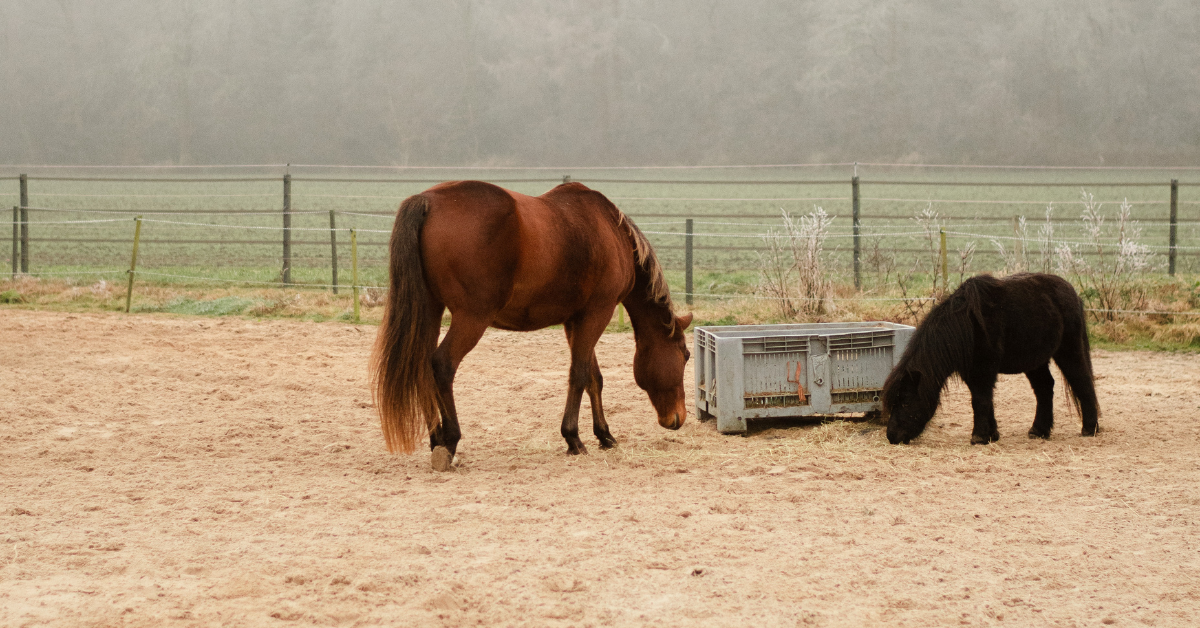 Modder. Als je paarden hebt, kom je er vrijwel onherroepelijk mee in aanraking. Zeker als je paarden in de wei staan, is een plek met modder bij het hek bijna niet te voorkomen in bepaalde tijden van het jaar. Maar hoe erg is modder eigenlijk? En wat kun je ertegen doen?
