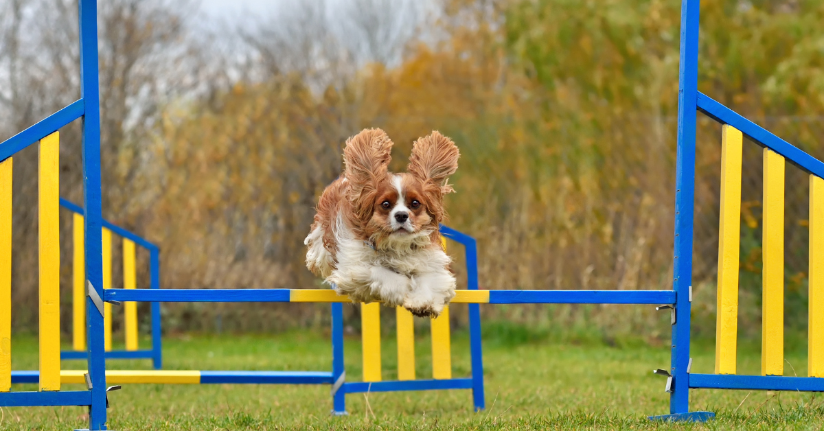 Veel mensen vinden het leuk om te sporten met hun hond. Niet alleen lange wandelingen of joggen, maar ook bijvoorbeeld agility, dog frisbee, flyball of bijvoorbeeld reddings- of speurhondenwerk. Als je hiermee wilt beginnen met jouw hond, is een belangrijke vraag: Vanaf welke leeftijd is sporten met een hond verstandig?
