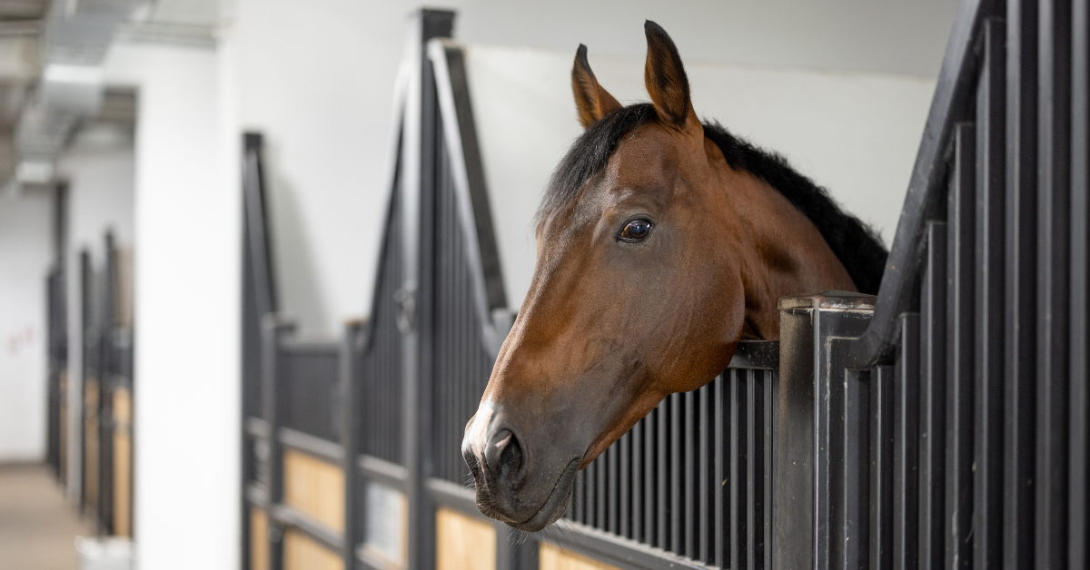 Sommige paarden staan 22 tot 23 uur per dag op stal. Deze dieren komen er alleen uit voor hun dagelijkse training en soms een extra rondje in de stapmolen. Maar wanneer je paard het grootste gedeelte van de dag binnen stil staat, gaat dat regelrecht in tegen zijn aard en behoeften. Waar kun je dat aan merken, hoe kan je het verbeteren en wat doe je als boxrust echt móet?