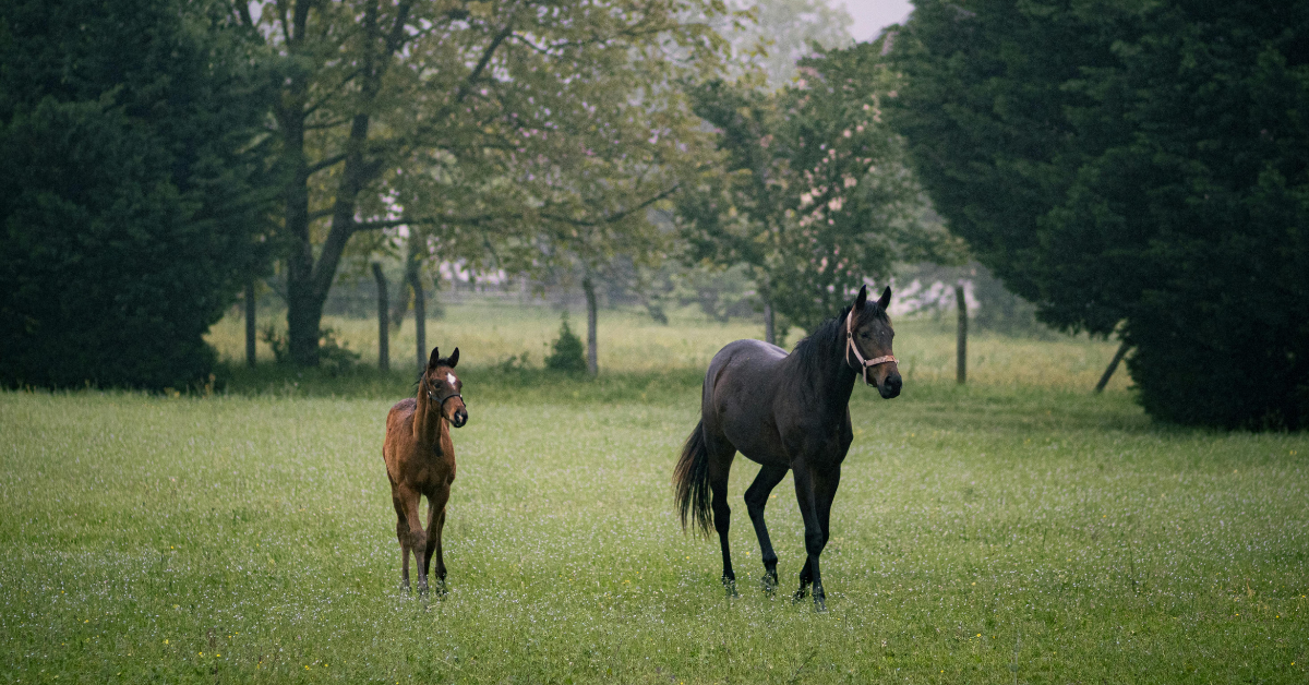 In Nederland zitten paardenhouders vaak in een lastig parket. Volgens de wet zijn we verplicht om onze dieren en droge ligplek te bieden, maar als je paard in de weide staat, geeft de gemeente vaak geen toestemming om een schuilstal te bouwen. Hoe kan je je paard een schuilmogelijkheid geven, zonder schuilstal?