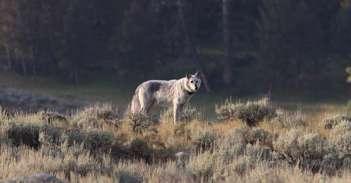 Het is een veelbesproken onderwerp onder paardenliefhebbers: de wolf. Sinds dit roofdier zich opnieuw in Nederland heeft gevestigd zijn er regelmatig aanvallen op schapen en soms ook op paarden en pony’s. Is het mogelijk om je paard veilig te houden als je in een gebied met wolven woont? En zo ja, hoe?