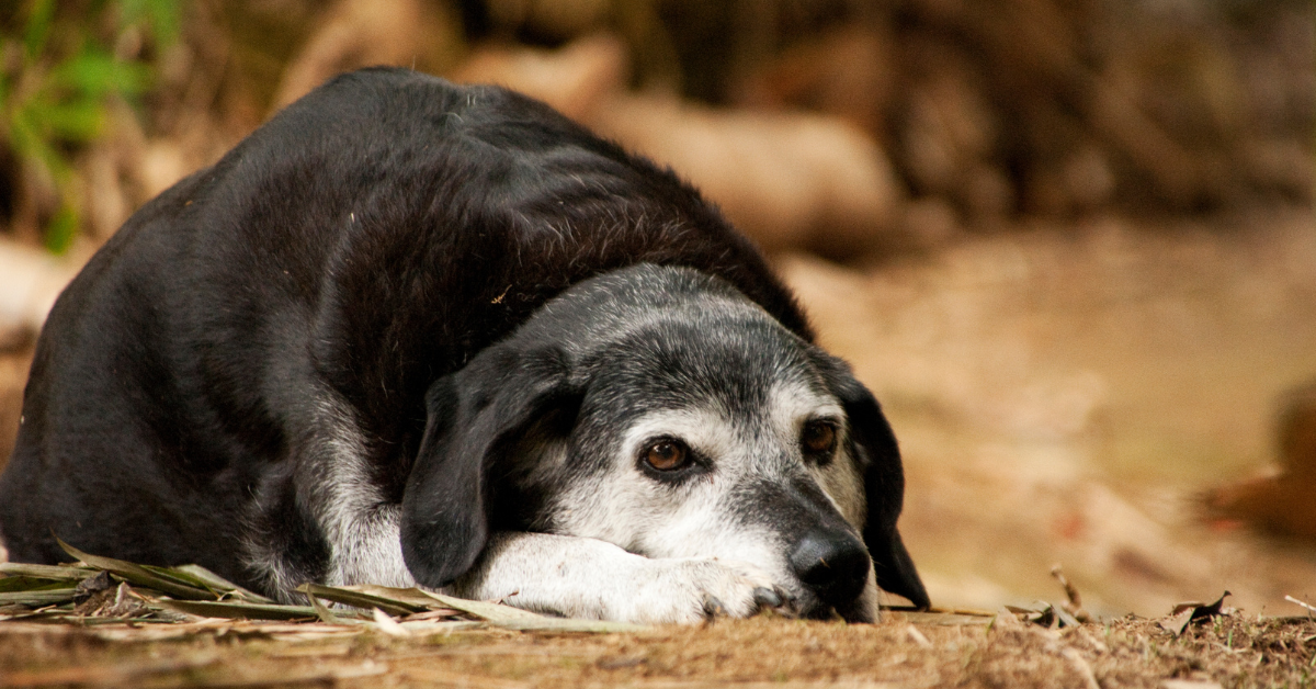 Als je hond ouder wordt, kunnen gewrichtskwaaltjes en spierstijfheid ontstaan. Ook kan je hond wat minder speels worden. Hoe houd je je oudere hond in beweging? Wat is verantwoord? En hoe kan je jouw hond ondersteunen bij het soepel en fit ouder worden?