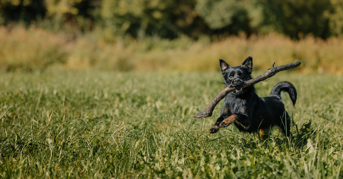 Als je hond stijfjes oogt, een beetje kreupel loopt, of niet veel zin heeft om te bewegen, vraag je je waarschijnlijk af wat er aan de hand is. Grofweg zijn er twee mogelijkheden: de stijfheid komt uit zijn gewrichten óf uit de spieren. Hoe zie je het verschil en wat kan je doen als je hond stijf beweegt?